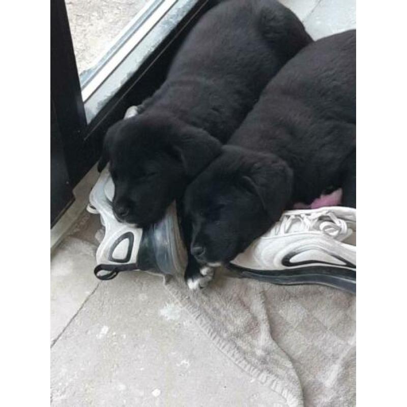 2 Boulab pups 8,5 week oud te koop