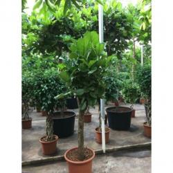 Ficus Lyrata - Vioolplant 590-600cm art33060
