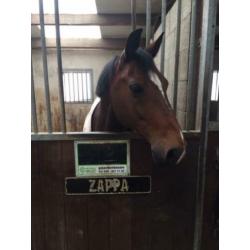 Mooie D Pony te Koop