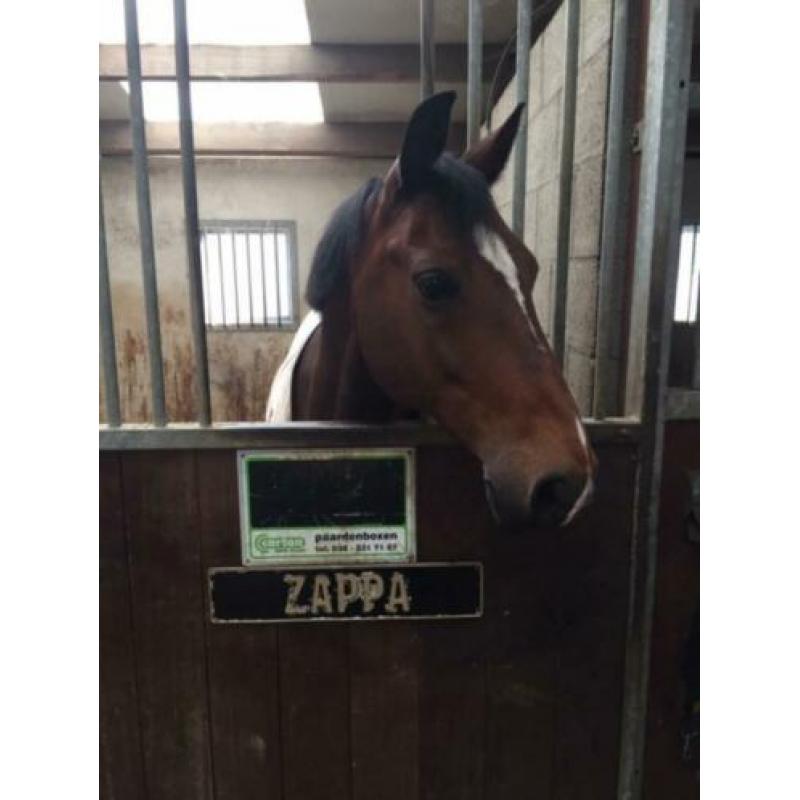 Mooie D Pony te Koop