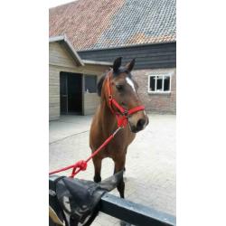 Mooie D Pony te Koop