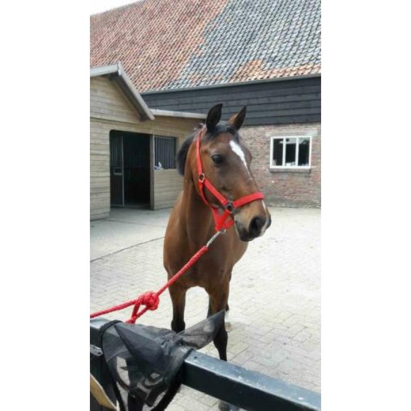 Mooie D Pony te Koop