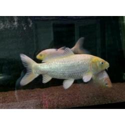 Koi karpers