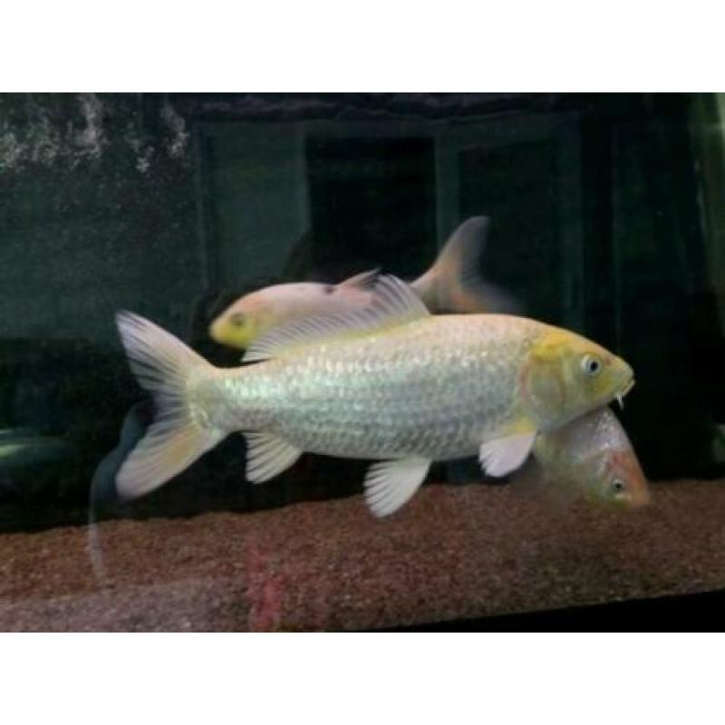 Koi karpers