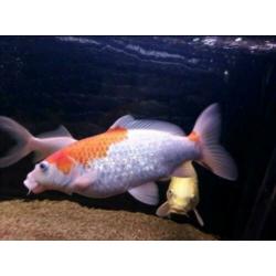 Koi karpers