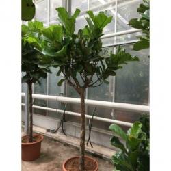 Ficus Lyrata - Vioolplant 590-600cm art33060