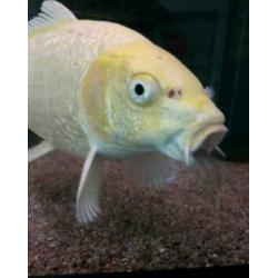Koi karpers
