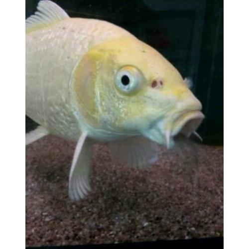 Koi karpers