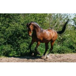 Mooie D Pony te Koop