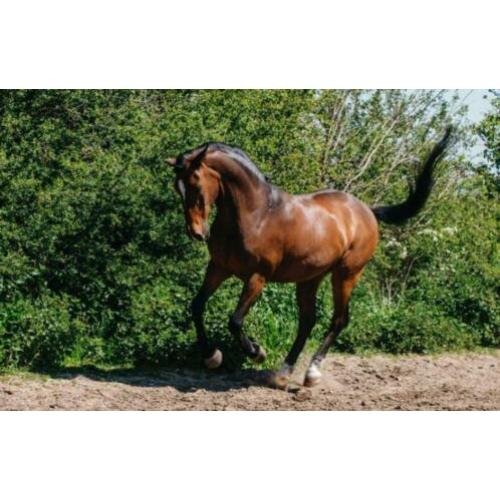 Mooie D Pony te Koop