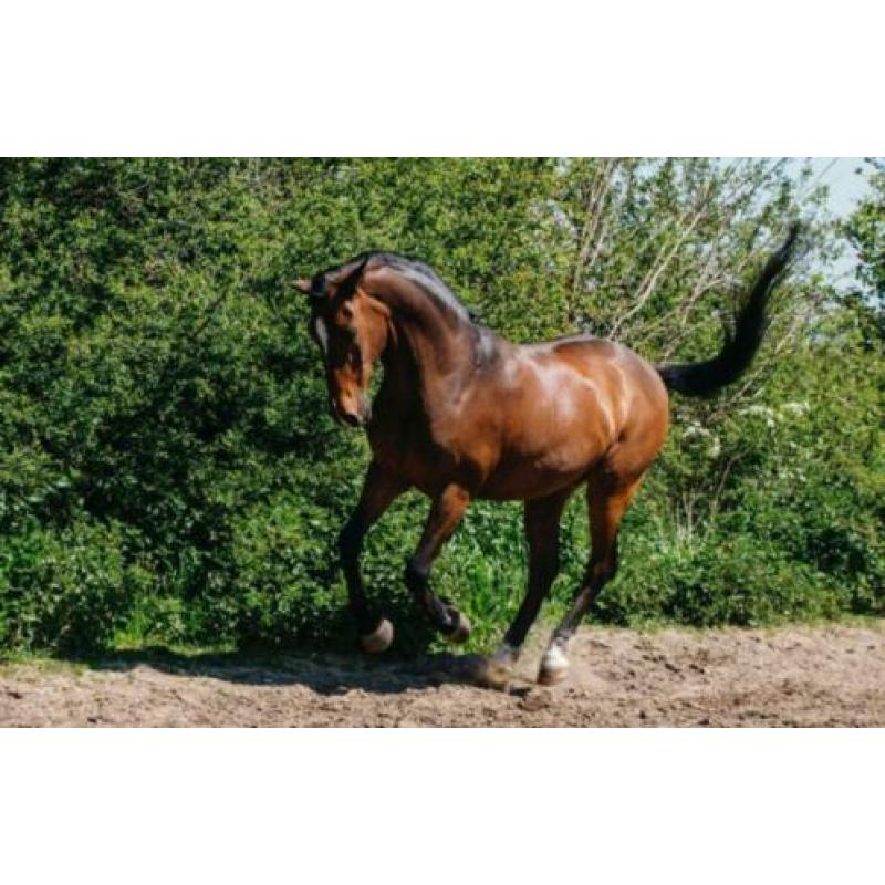 Mooie D Pony te Koop