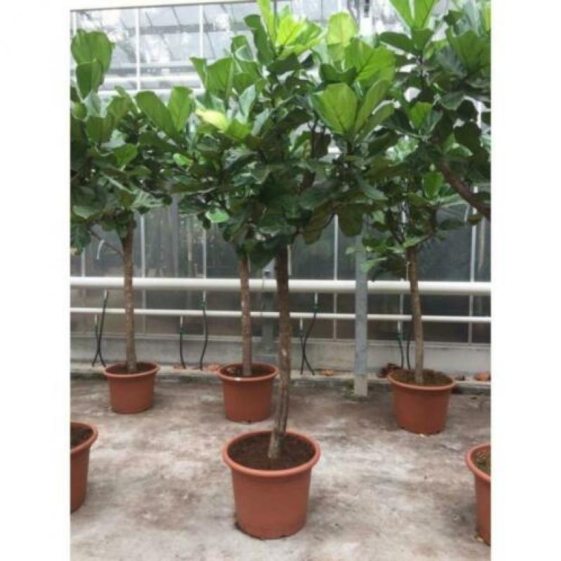 Ficus Lyrata - Vioolplant 590-600cm art33060