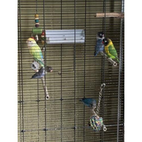 Vogels + Kooi/volière