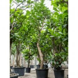 Ficus Lyrata - Vioolplant 590-600cm art33060