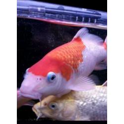 Koi karpers