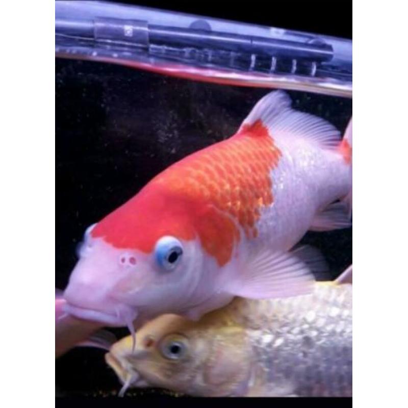 Koi karpers