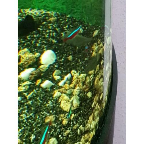 Kardinaal tetra's