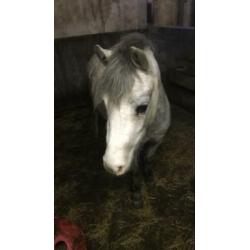 Welsh pony merrie 2,5 jaar met stamboom
