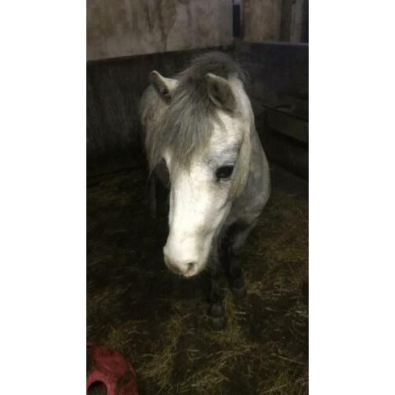 Welsh pony merrie 2,5 jaar met stamboom