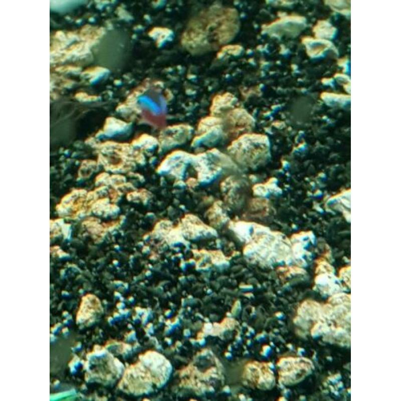 Kardinaal tetra's
