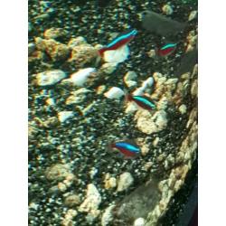 Kardinaal tetra's