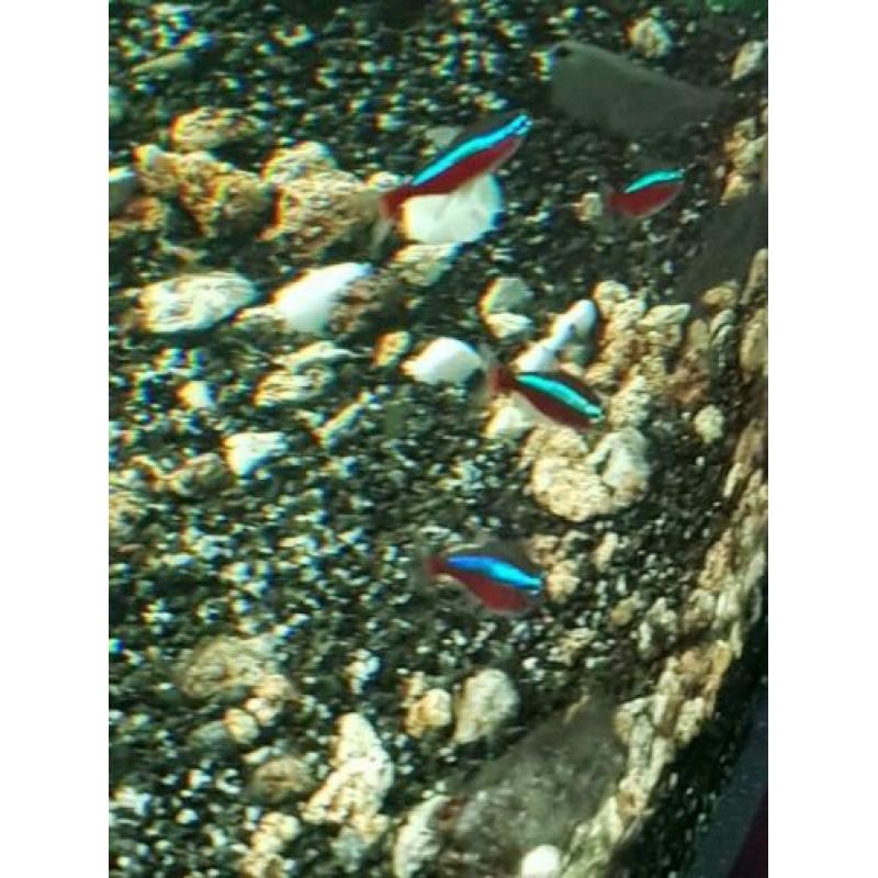 Kardinaal tetra's