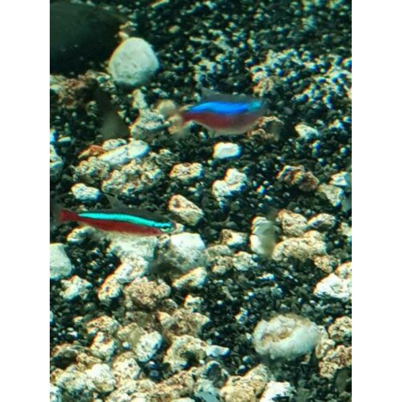 Kardinaal tetra's
