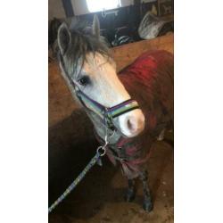 Welsh pony merrie 2,5 jaar met stamboom