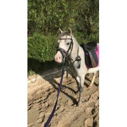 Welsh pony merrie 2,5 jaar met stamboom