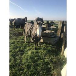 Welsh pony merrie 2,5 jaar met stamboom