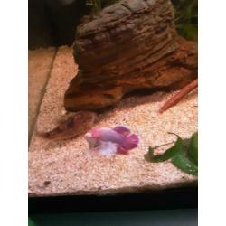 Betta splendens – Siamese Kempvis