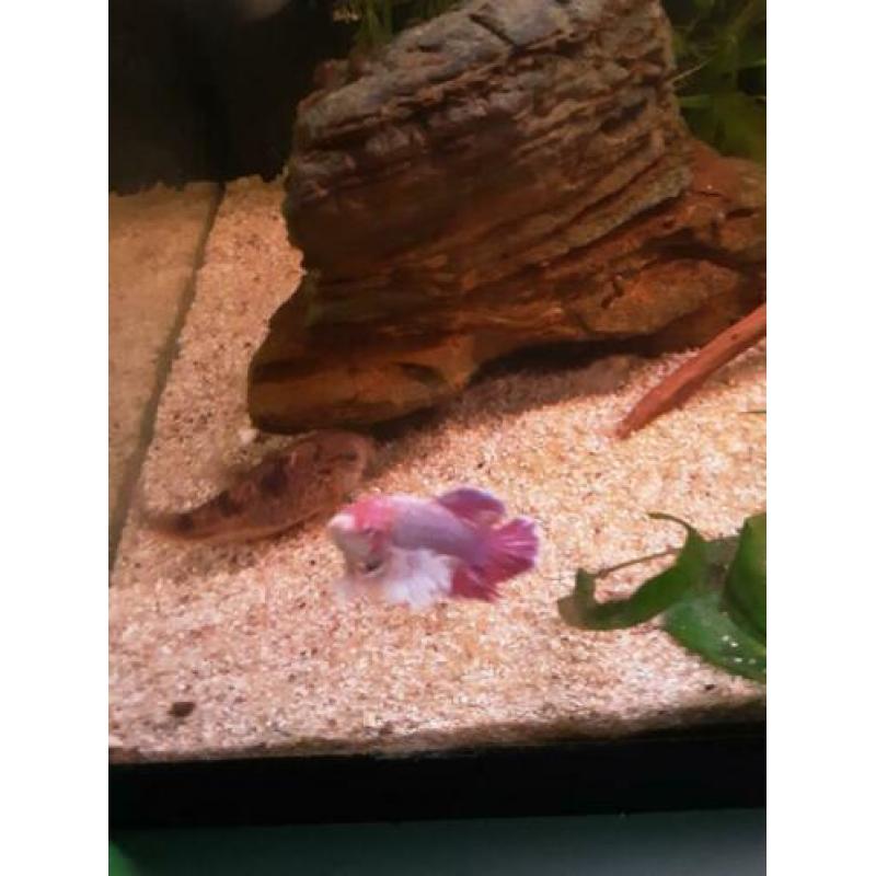 Betta splendens – Siamese Kempvis