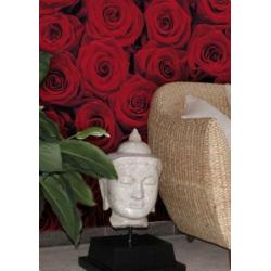 Komar Fotobehang Rozen roses nieuw ongebruik 4-077