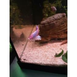 Betta splendens – Siamese Kempvis