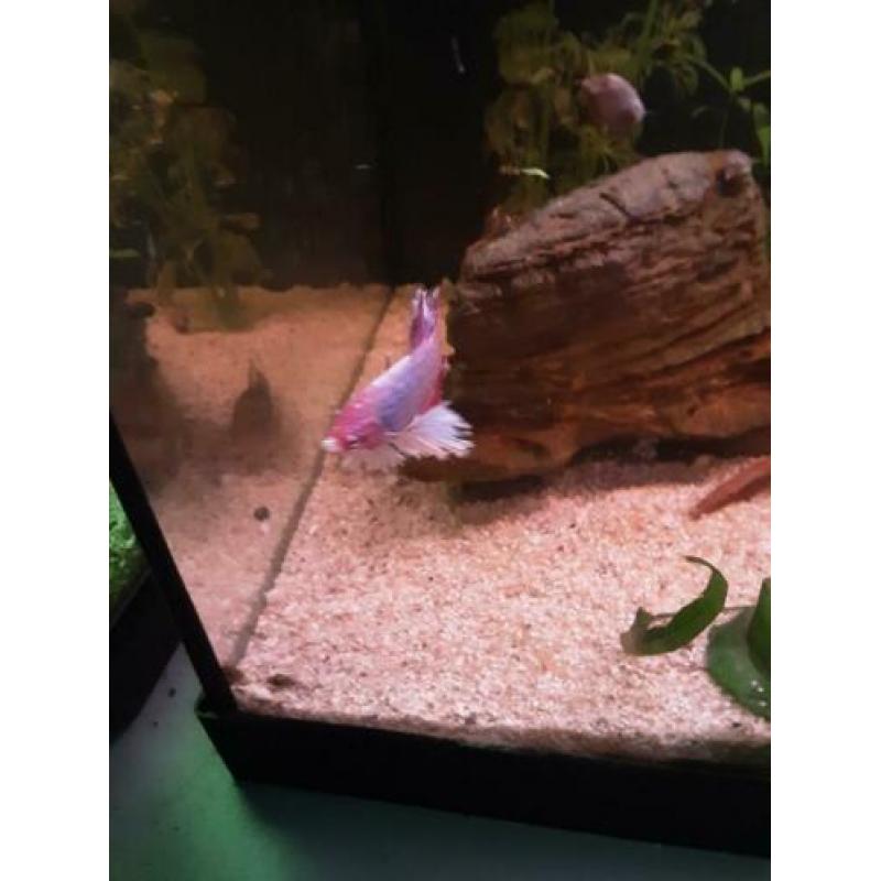 Betta splendens – Siamese Kempvis