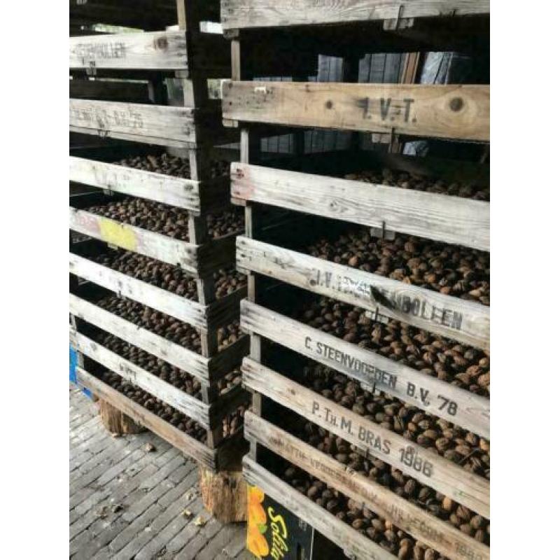 Oude bollenkisten , 1 lats houten kisten , gaasbakken