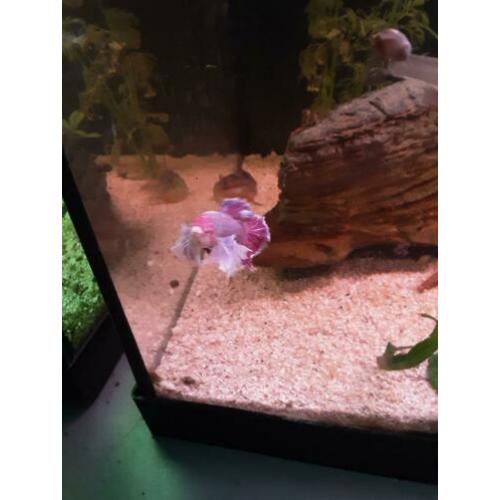 Betta splendens – Siamese Kempvis