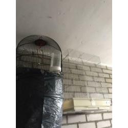 5 vogel kooien te koop