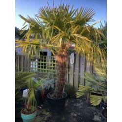 Trachycarpus Fortunei 260cm stam 140cm. Winterharde palmboom