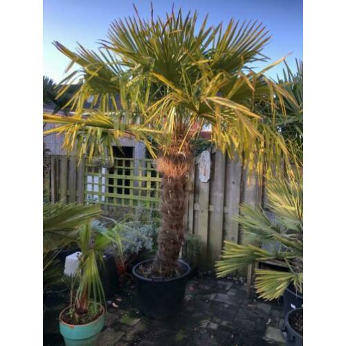 Trachycarpus Fortunei 260cm stam 140cm. Winterharde palmboom