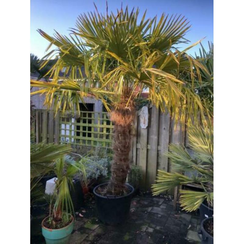 Trachycarpus Fortunei 260cm stam 140cm. Winterharde palmboom
