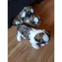 Shih shuh pups