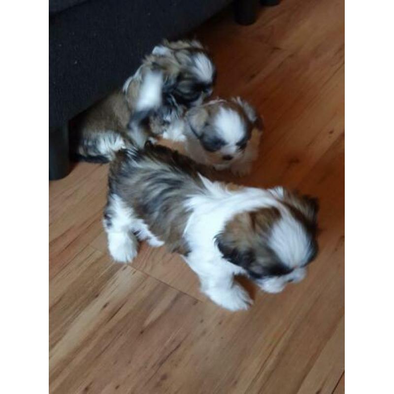 Shih shuh pups