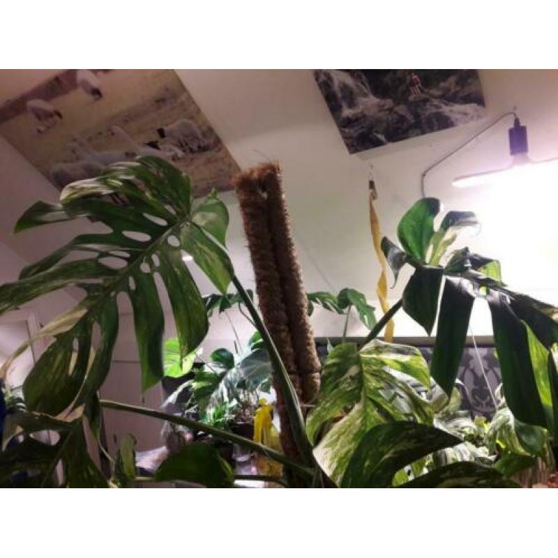 Grote monstera variegata 2 bladeren kopstek