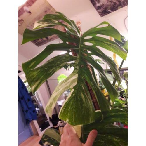 Grote monstera variegata 2 bladeren kopstek