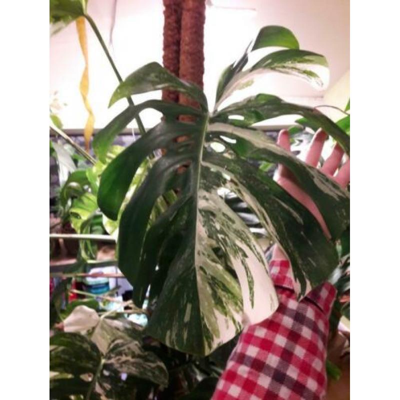 Grote monstera variegata 2 bladeren kopstek