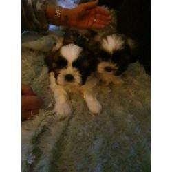 Shih shuh pups