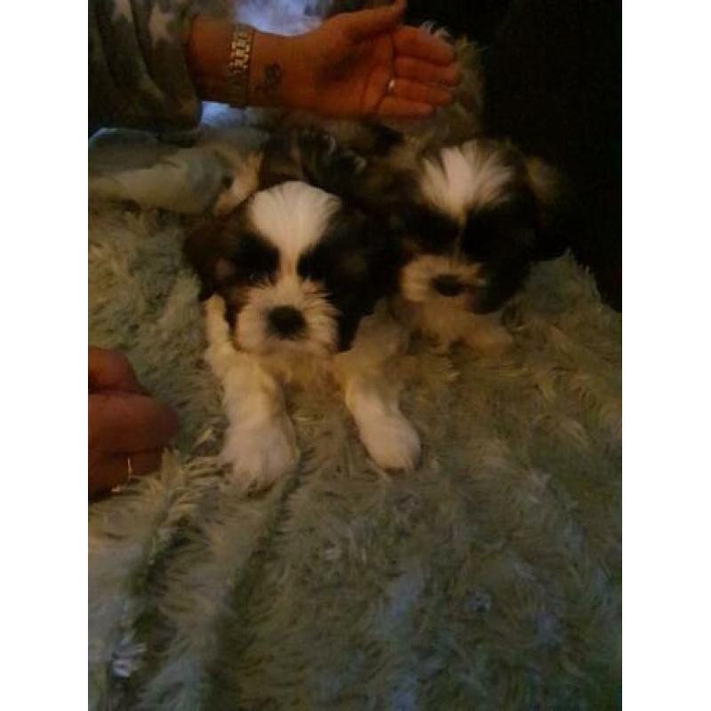 Shih shuh pups