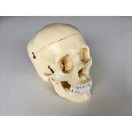 Schedel anatomie