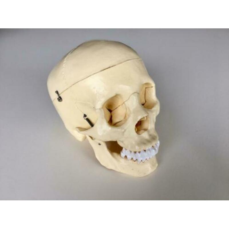 Schedel anatomie